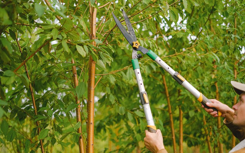 Tree trimming in Swisher, IA